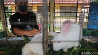 Petugas juga melakukan perawatan terhadap kelinci secara rutin.
