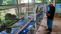 Taman ini merawat sekitar 188 kelinci.