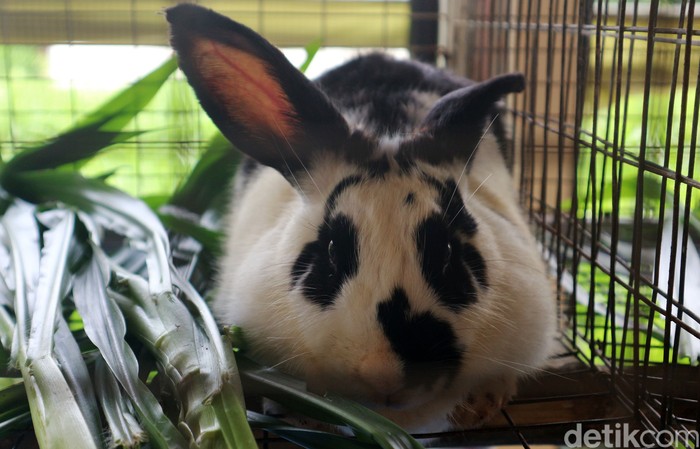 Seorang petugas memberi makan kelinci di Taman Kelinci Pusat Pelayanan Kesehatan Hewan dan Ternak Dinas KPKP, Bambu Apus, Jakarta Timur, Jumat (27/11/2020). Disini terdapat sekitar 188 kelinci. Para pengunjung bisa melihat dan berinteraksi secara langsung, sekaligus menjadi pilihan alternatif wisata edukasi bagi keluarga. Taman ini dibuka Selasa, Kamis dan Jumat pukul 08.00 hingga 09.00 WIB. Warga yang ingin berkunjung harus mengikuti protokol kesehatan dan tidak dipungut biaya. Untuk warga yang akan berkunjung harus mendaftarkan diri sebelumnya.