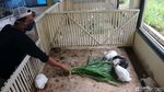 Asyik... Kini Ada Taman Kelinci di Jakarta Timur