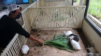Taman ini dibuka Selasa, Kamis, dan Jumat pukul 08.00 hingga 09.00 WIB. 