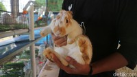Taman Kelinci Pusat Pelayanan Kesehatan Hewan dan Ternak Dinas KPKP dapat kunjungi oleh warga secara gratis.
