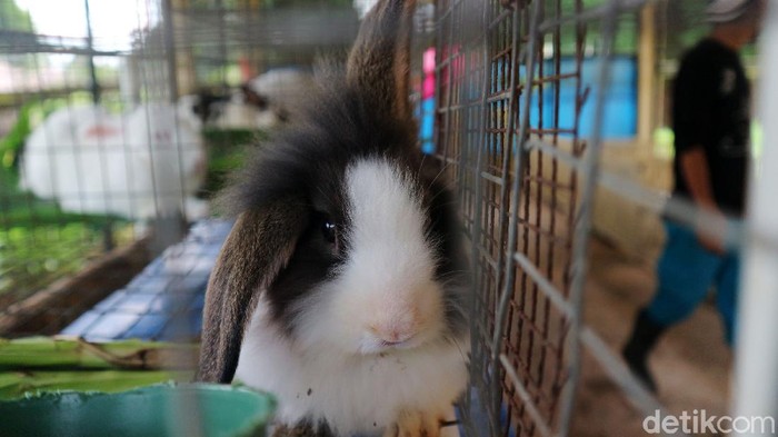 7 Hewan Peliharaan yang Mudah Dirawat untuk Pemula di Rumah