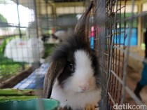 7 Hewan Peliharaan yang Mudah Dirawat untuk Pemula di Rumah