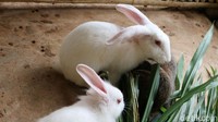 Sejumlah kelinci sedang memakan rumput yang telah disediakan petus.