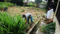 Sejumlah petugas menyiapkan rumput yang akan diberikan kepada kelinci. Rumput itu ditanam di sekitar kandang kelinci.