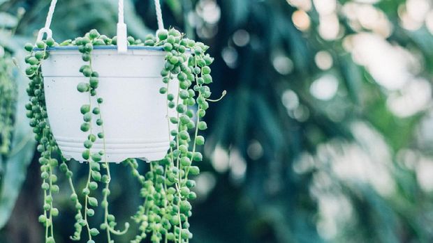 tanaman hias string of pearls succulent plant hanging in a greenhouse, symbolizing calm and serenity
