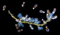 British Ecological Society Photography Competition