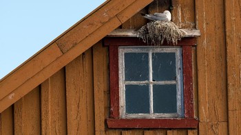 Pemenang kategori People and Nature adalah Alwin Hardenbol dengan karyanya Housing for the threatened. Foto ini memperlihatkan burung kittiwake yang bersarang di gedung tua. Foto: Alwin Hardenbol/British Ecological Society Photography Competition