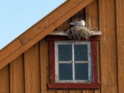 Keindahan Alam dalam Jawara British Ecological Society Photography Competition