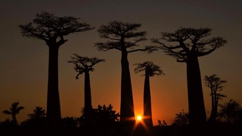 Pemenang pelajar kategori People and Nature adalah Elena Racevska dengan karyanya This is our playground. Foto yang diambil saat matahari terbenam ini memperlihatkan sekelompok turis melihat pohon baobab. Foto: Elena Racevska/British Ecological Society Photography Competition