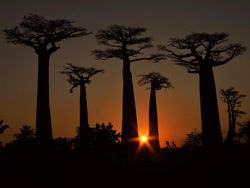 Keindahan Alam dalam Jawara British Ecological Society Photography Competition