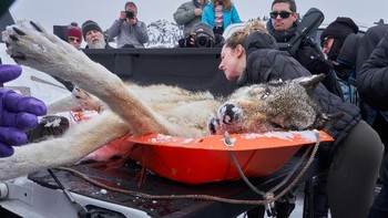 Pemenang kategori Ecology in Action adalah Peter Hudson dengan karyanya Wolf Fascination. Foto ini memperlihatkan sekelompok turis yang mengelilingi seorang wanita yang sedang memeriksa serigala yang mati di pertarungan. Foto: Peter Hudson/British Ecological Society Photography Competition