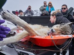 Keindahan Alam dalam Jawara British Ecological Society Photography Competition