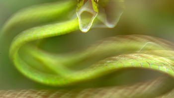 Pemenang kategori The Art of Ecology adalah Roberto García Roa dengan karyanya Mouth. Foto ini memperlihatkan ular Oxybelis yang membuka mulutnya untuk mengakuti musuh, meski tidak memiliki bisa. Foto: Roberto García Roa/British Ecological Society Photography Competition