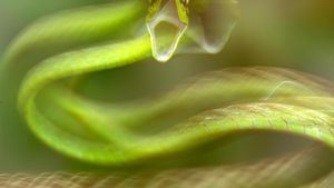 Keindahan Alam dalam Jawara British Ecological Society Photography Competition