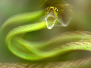 Keindahan Alam dalam Jawara British Ecological Society Photography Competition