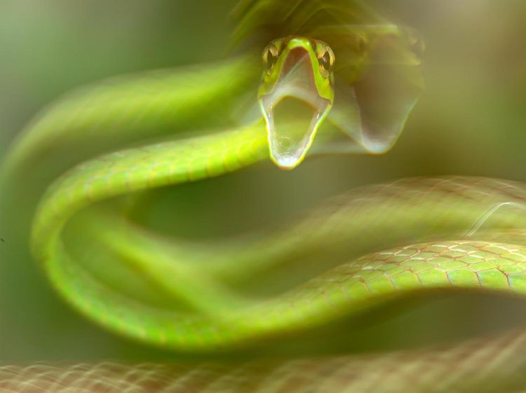 Keindahan Alam dalam Jawara British Ecological Society Photography Competition