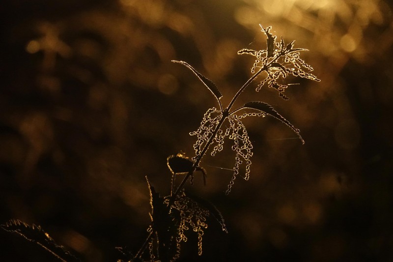 British Ecological Society Photography Competition