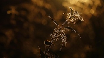 Pemenang pelajar kategori The Art of Ecology adalah Sanne Govaert dengan karyanya Common nettle. Foto ini hanya memperlihatkan setangkai gulma tapi terlihat sangat artistik. Foto: Sanne Govaert/British Ecological Society Photography Competition
