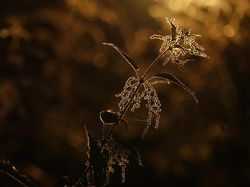 Keindahan Alam dalam Jawara British Ecological Society Photography Competition