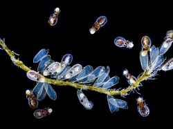 Keindahan Alam dalam Jawara British Ecological Society Photography Competition