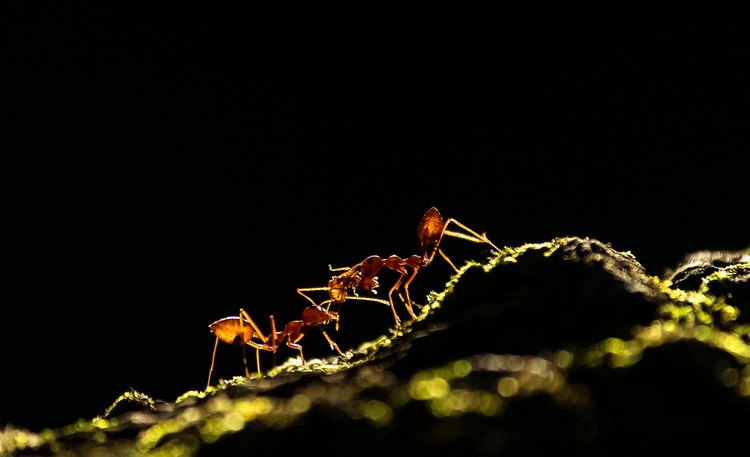 British Ecological Society Photography Competition British Ecological Society Photography Competition