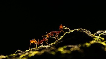 Upamanyu Chakraborty terpilih sebagai runner-up dengan karyanya Ant tale. Foto ini memperlihatkan koloni semut rangrang di mana semut dewasa membawa semut yang masih kecil ke tempat yang aman. Foto: Upamanyu Chakraborty/British Ecological Society Photography Competition