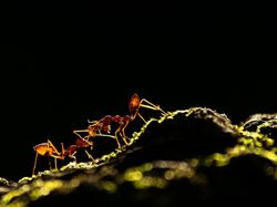 Keindahan Alam dalam Jawara British Ecological Society Photography Competition