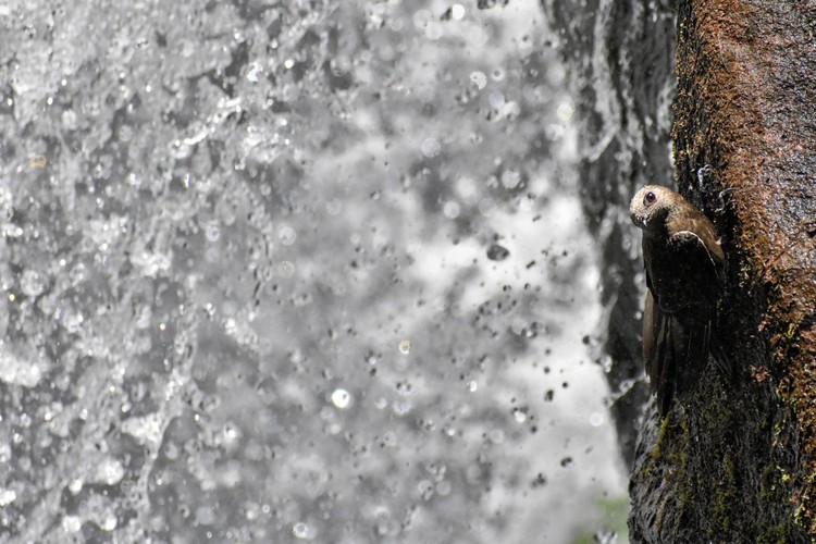 British Ecological Society Photography Competition British Ecological Society Photography Competition