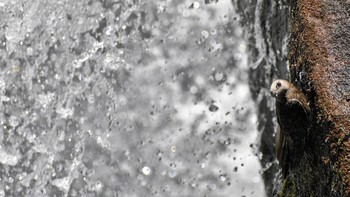 Pablo Javier Merlo menjadi pemenang utama kategori pelajar dengan karyanya Waterfall Swift. Foto ini memperlihatkan burung walet Cypseloides senex yang habitatnya di bebatuan landai dengan ketinggian 80 meter.  Foto: Pablo Javier Merlo/British Ecological Society Photography Competition