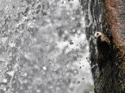 Keindahan Alam dalam Jawara British Ecological Society Photography Competition