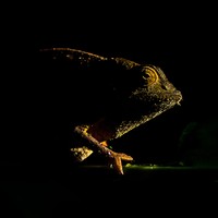 British Ecological Society Photography Competition