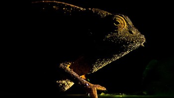 Pemenang kategori Up Close and Personal adalah Michal Smielak dengan karyanya Breath. Adapt. Relax. Foto ini memperlihatkan spesies bunglon langka yang hanya ditemui di Pegunungan Eastern Arc di Tanzania dan Kenya. Foto: Michal Smielak/British Ecological Society Photography Competition