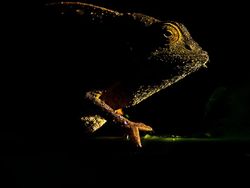 Keindahan Alam dalam Jawara British Ecological Society Photography Competition