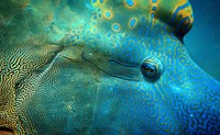 British Ecological Society Photography Competition