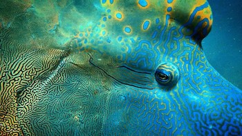 Pemenang pelajar di kategori Up Close and Personal adalah Lauren Henly dengan karyanya Look into my eye. Ia berhasil menangkap foto ikan napoleon yang berenang di Great Barrier Reef. Foto: Lauren Henly/British Ecological Society Photography Competition