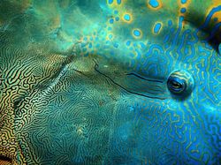 Keindahan Alam dalam Jawara British Ecological Society Photography Competition