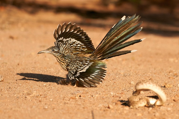 British Ecological Society Photography Competition