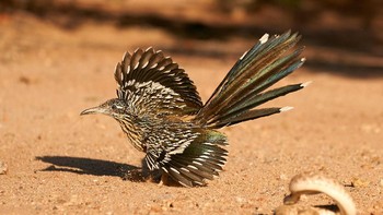 Pemenang kategori Dynamic Ecosystems adalah Peter Hudson dengan karyanya The Roadrunnerr rattler dance. Foto ini memperlihatkan burung roadrunner yang sedang menari untuk menghindari serangan ular derik di dekatnya. Foto: Peter Hudson/British Ecological Society Photography Competition