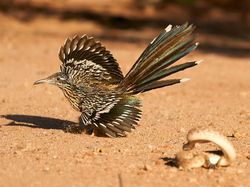 Keindahan Alam dalam Jawara British Ecological Society Photography Competition