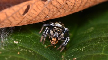 Pemenang pelajar kategori Dynamic Ecosystems adalah Sam J England dengan karyanya Into the Lions Den. Ia berhasil menangkap foto laba-laba peloncat yang sedang menyantap mangsanya di depan sarangnya. Foto: Sam J England/British Ecological Society Photography Competition