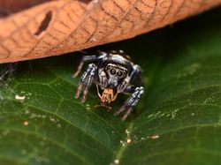 Keindahan Alam dalam Jawara British Ecological Society Photography Competition