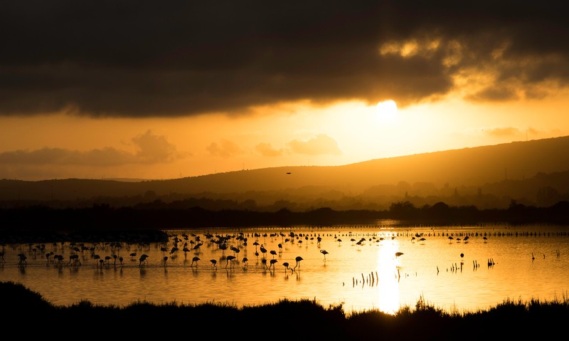 British Ecological Society Photography Competition