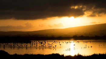 Pemenang kategori Individuals and Populations adalah David López-Idiáquez dengan karyanya Last meal of the day. Dalam foto itu terlihat sekumpulan burung flamingo sedang bersantap sebelum hari berakhir. Foto: David López-Idiáquez/British Ecological Society Photography Competition