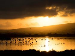 Keindahan Alam dalam Jawara British Ecological Society Photography Competition