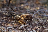British Ecological Society Photography Competition