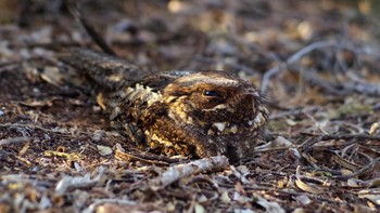 Pemenang pelajar kategori Individuals and Populations adalah Elena Racevska dengan karyanya I see you. Foto ini memperlihatkan burung Madagascan nightjar yang sedang beristirahat di siang hari. Foto: Elena Racevska/British Ecological Society Photography Competition
