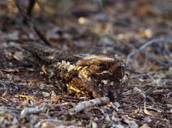 Keindahan Alam dalam Jawara British Ecological Society Photography Competition