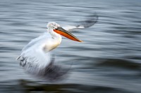 British Ecological Society Photography Competition